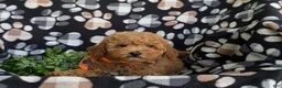 Toy Poodle dogs for sale: Northrop 9 lbs Full Grown - Ad 6