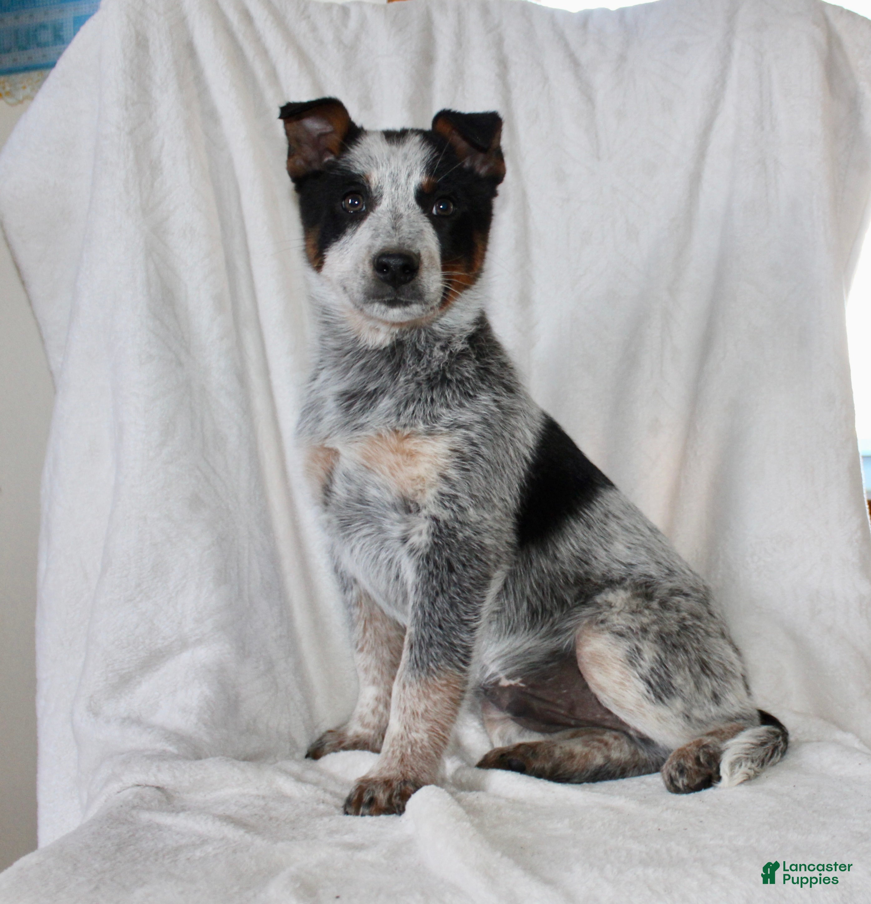 Australian Cattle Dog dogs Rambo - Ad 1