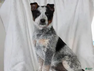 Australian Cattle Dog dogs for sale: Rambo - Ad 4
