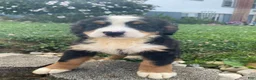 Bernese Mountain Dog dogs for sale: Dolly - Ad 1
