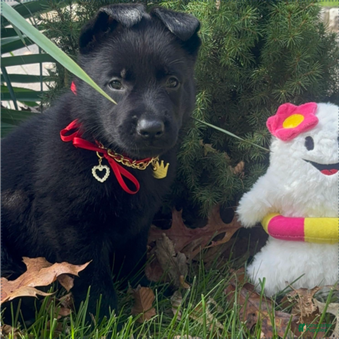 German Shepherd dogs for sale: Pink - Ad 10