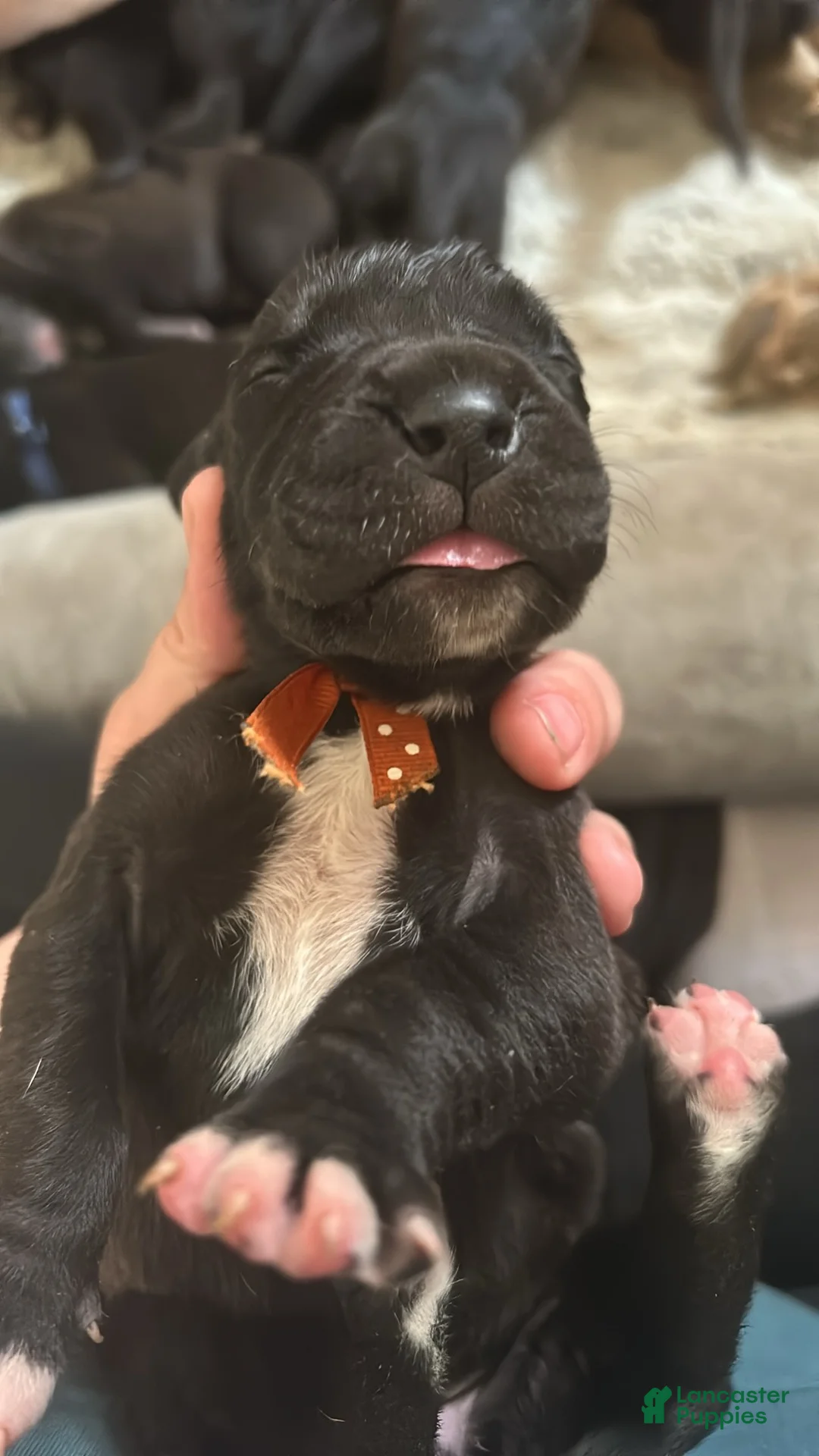 Great Dane dogs for sale: Great Dane Puppy 6 - Ad 1