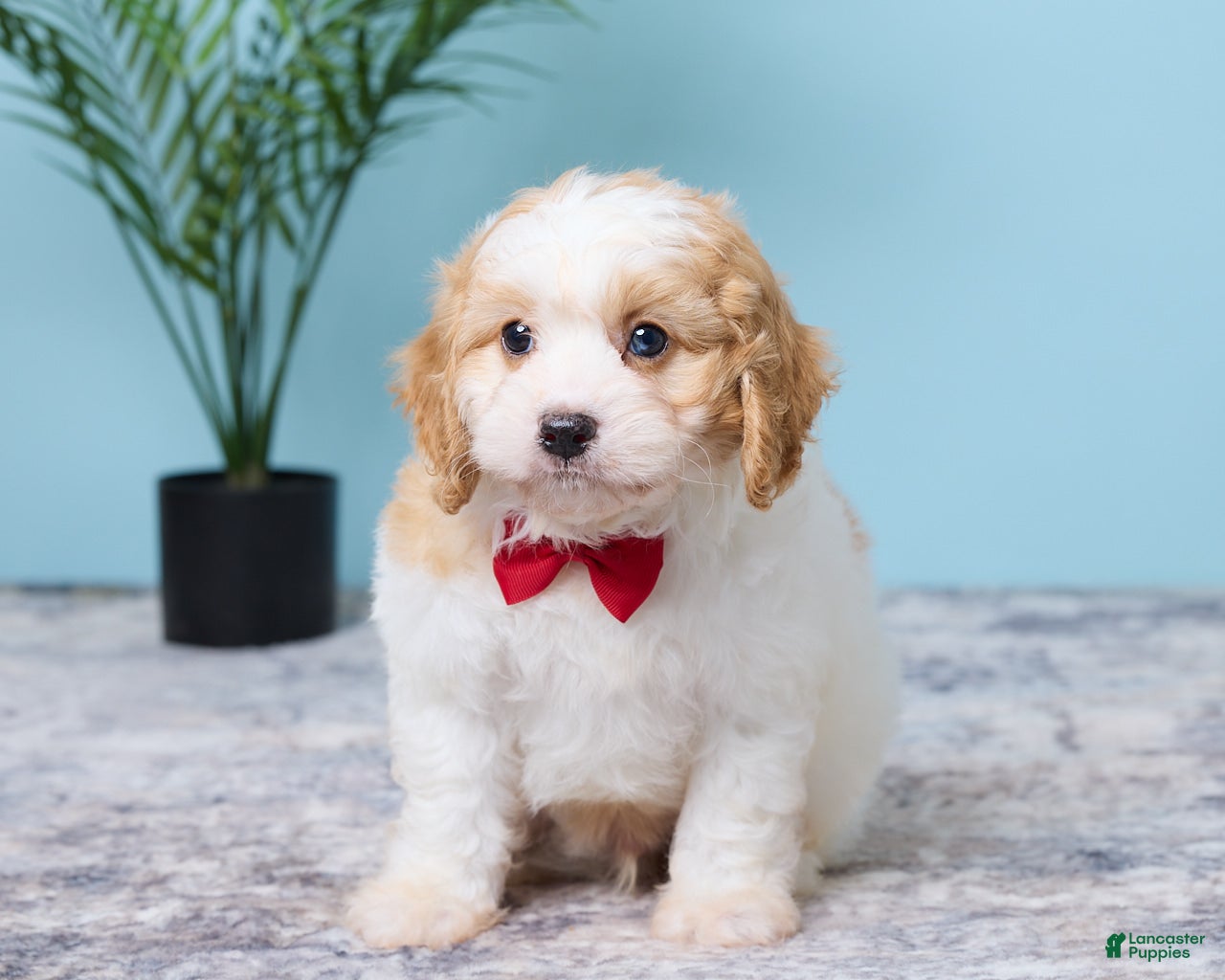 Cavapoo dogs for sale: Lenny - Ad 1