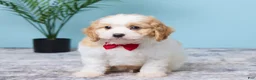 Cavapoo dogs for sale: Lenny - Ad 1