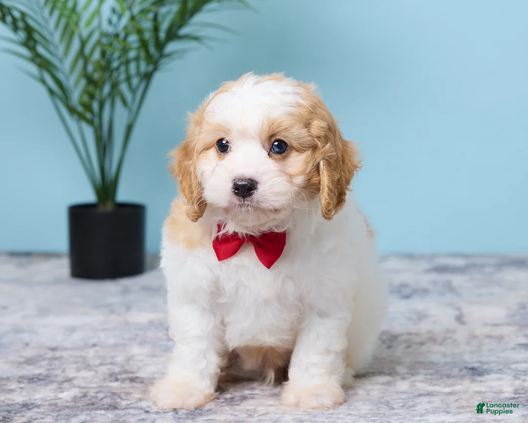 Cavapoo dogs for sale: Lenny - Ad 1