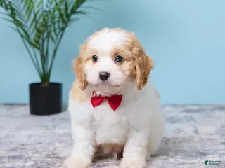 Cavapoo dogs for sale: Lenny - Ad 1