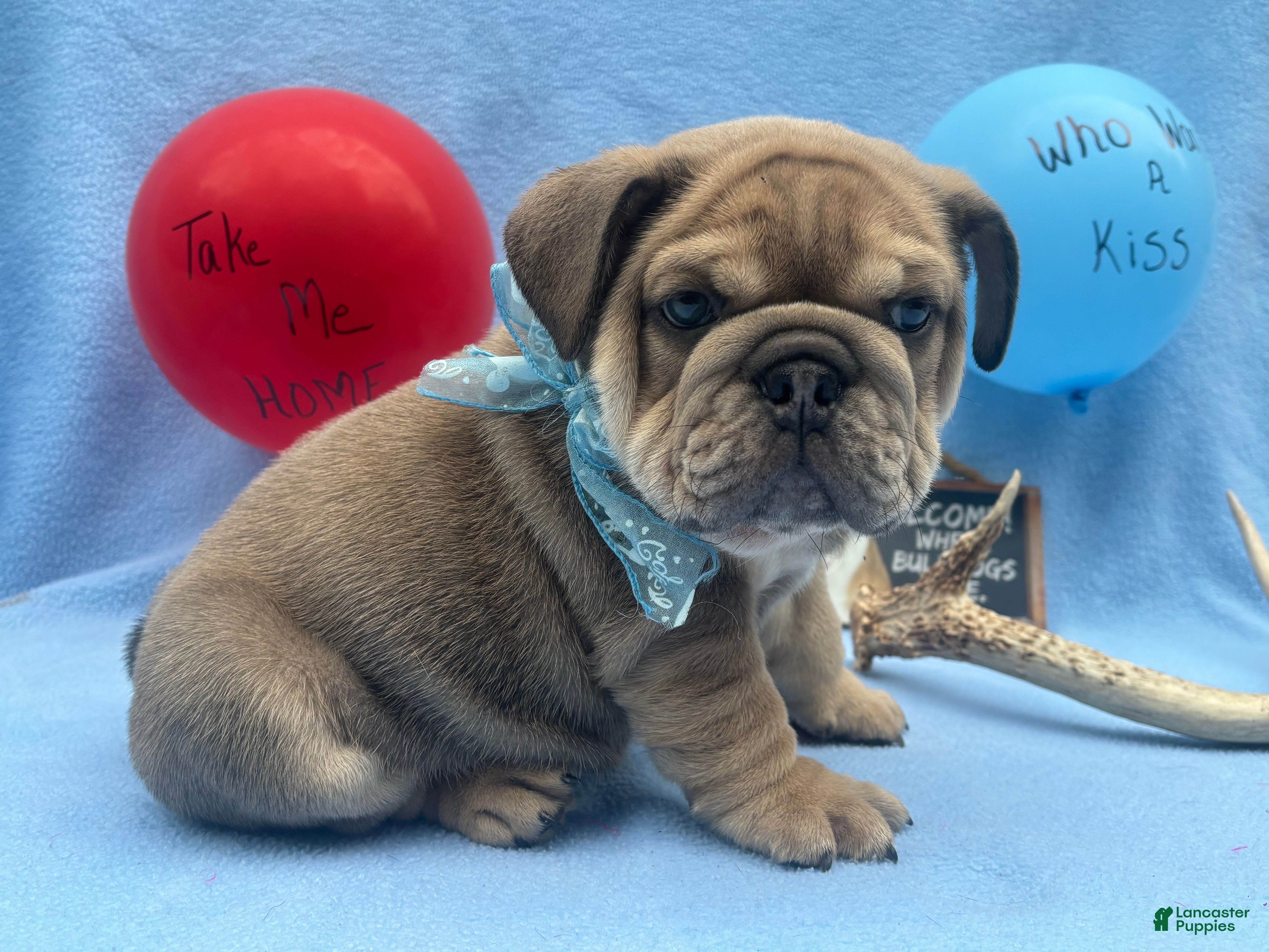 English Bulldog dogs Cooper - Ad 34
