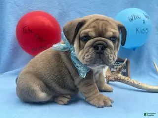 English Bulldog dogs Cooper - Ad 34