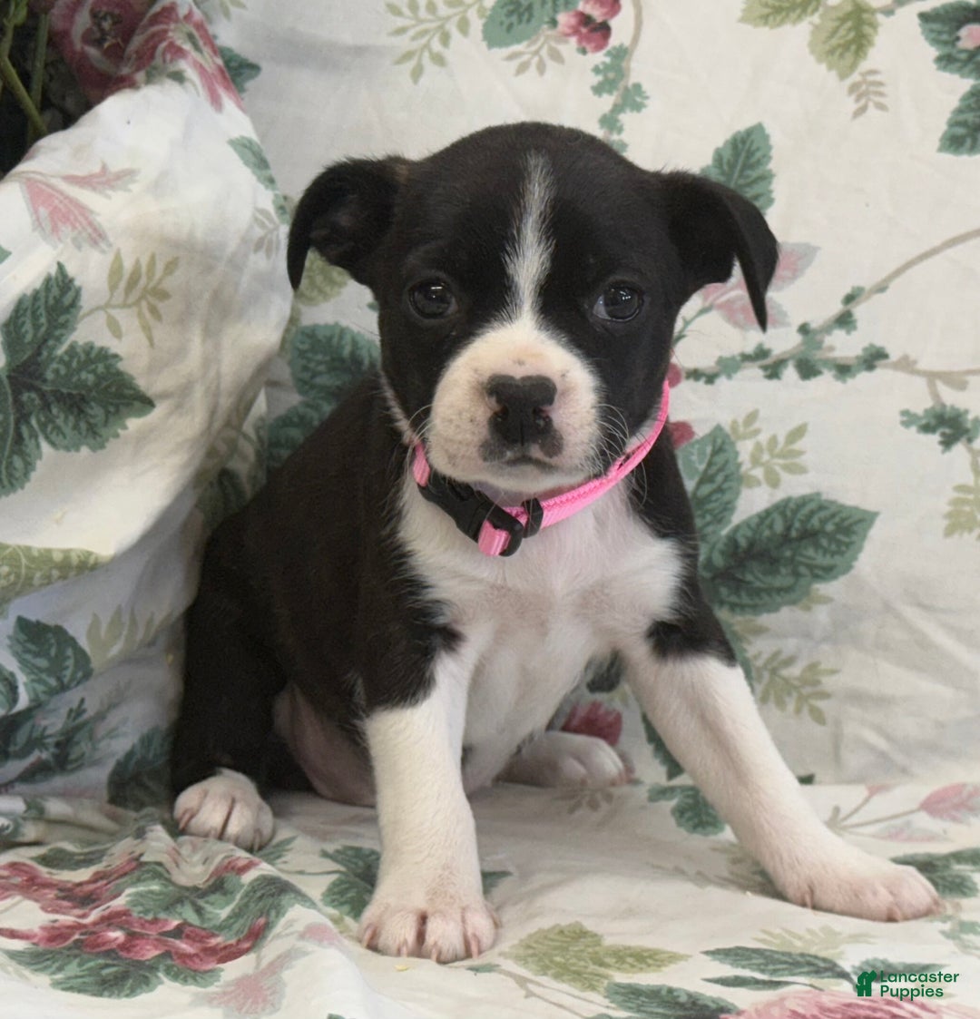 Mixed Breed dogs for sale: Mia - Ad 7