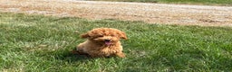 Maltipoo dogs for sale: Terry - Ad 4