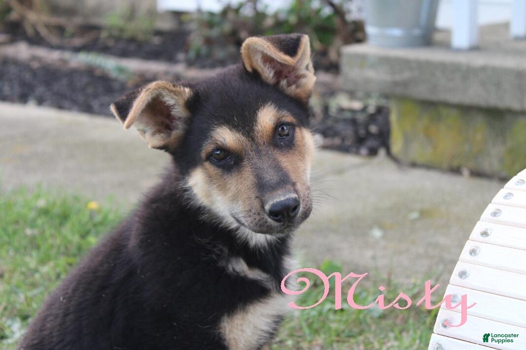 German Shepherd dogs for sale: German Shepherd Puppy 2 Misty - Ad 2