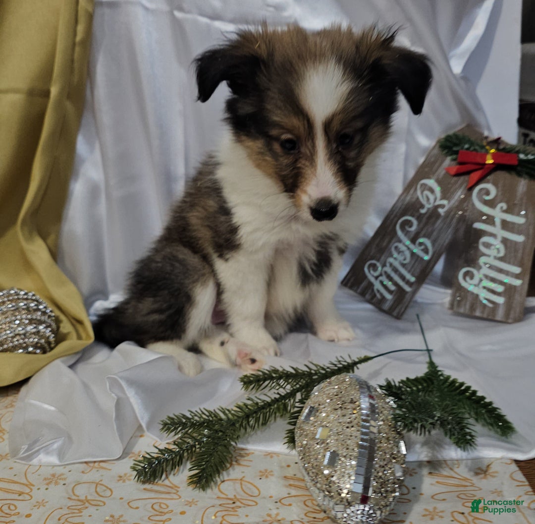 Shetland Sheepdog dogs for sale: Holly - Ad 1