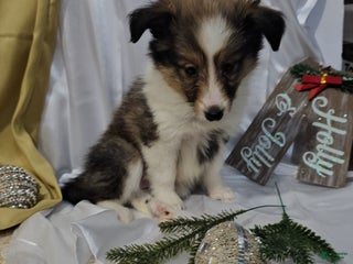 Shetland Sheepdog dogs Holly - Ad 35