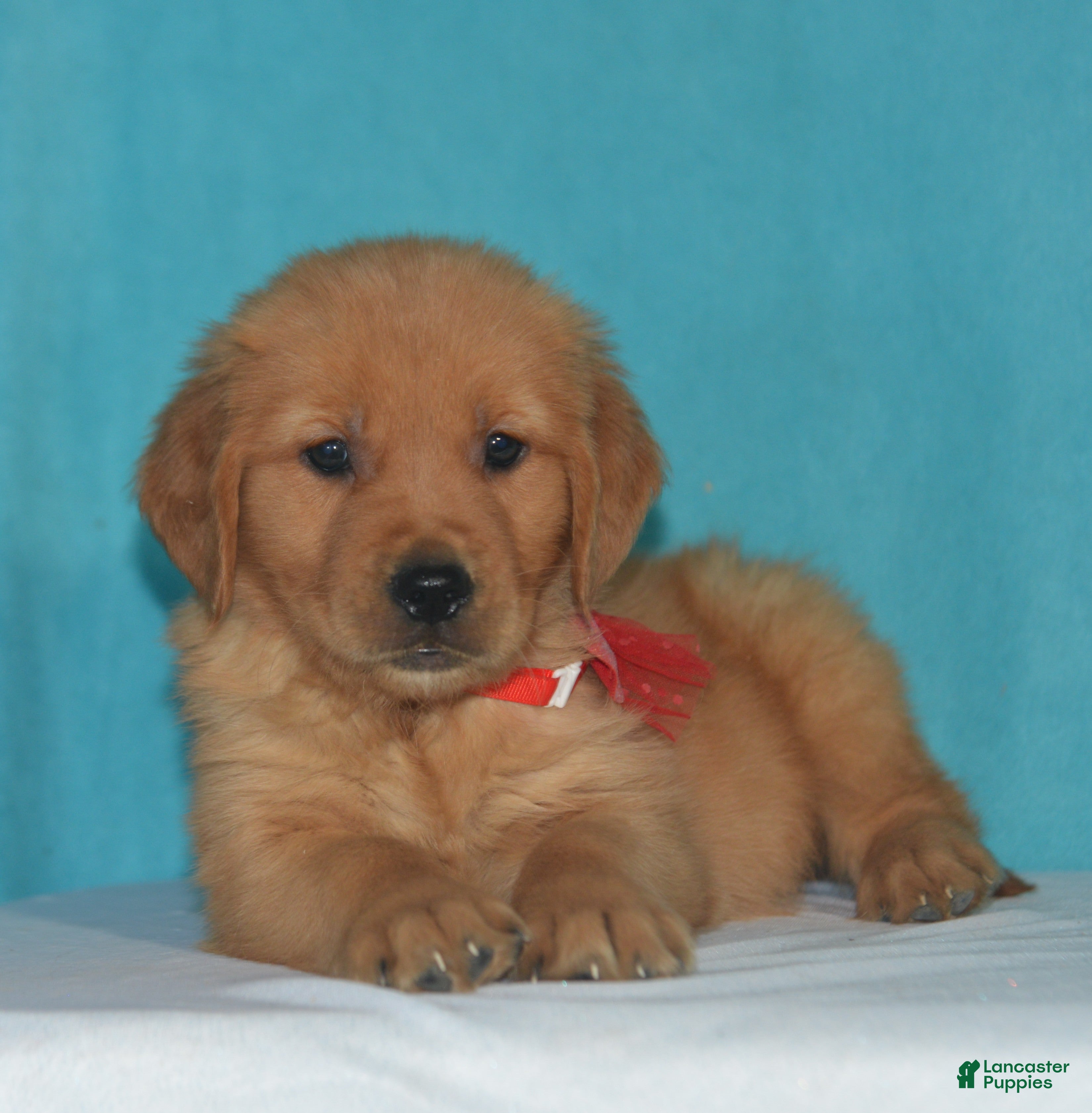 Golden Retriever dogs for sale: Bryson - Ad 1