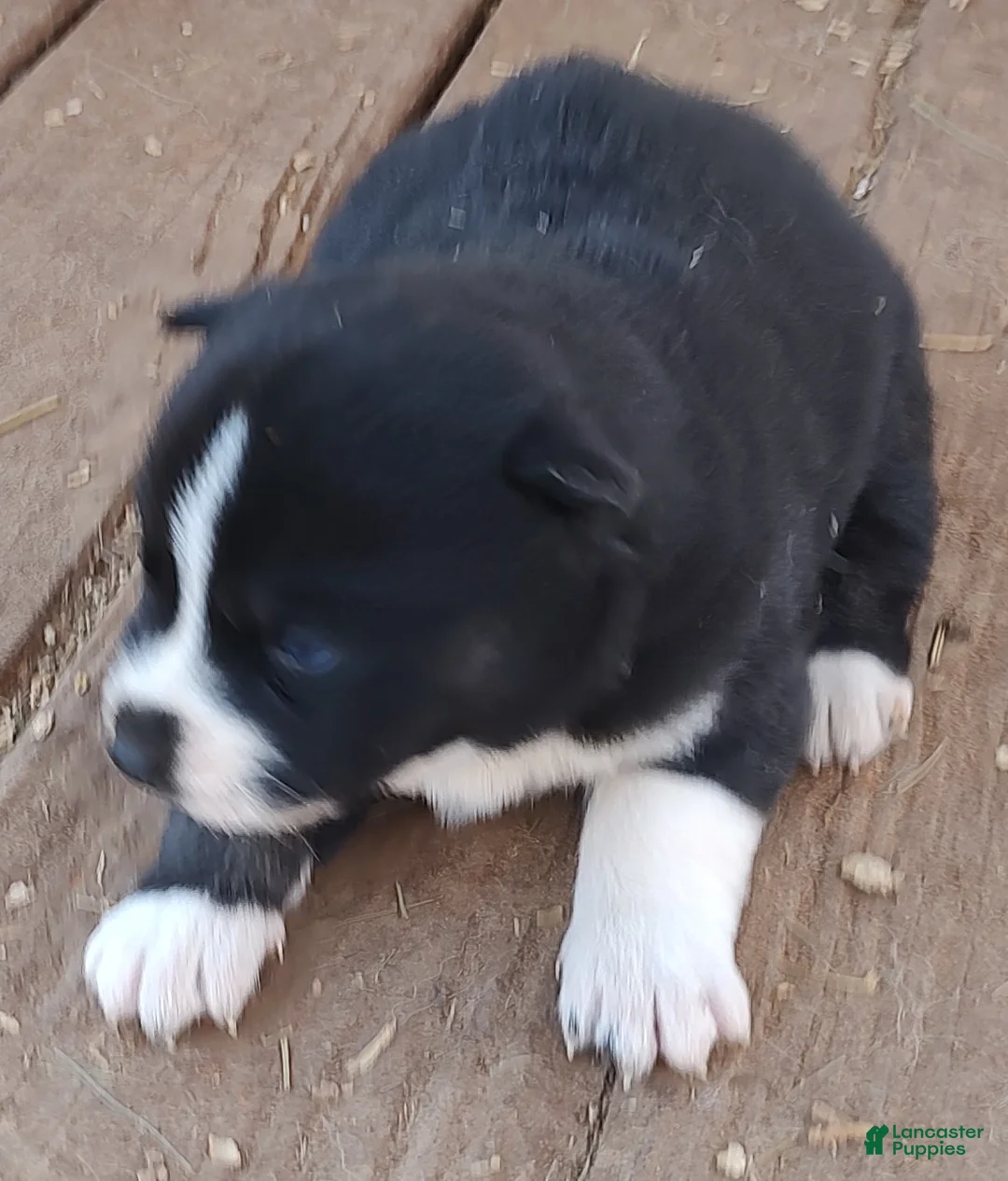 Siberian Husky dogs for sale: Siberian Husky Puppy 6 - Ad 10