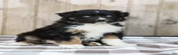 Australian Shepherd dogs for sale: Russel - Ad 3