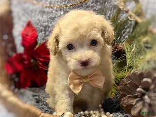 Toy Poodle dogs Toy Poodle Puppy 1 - Ad 29