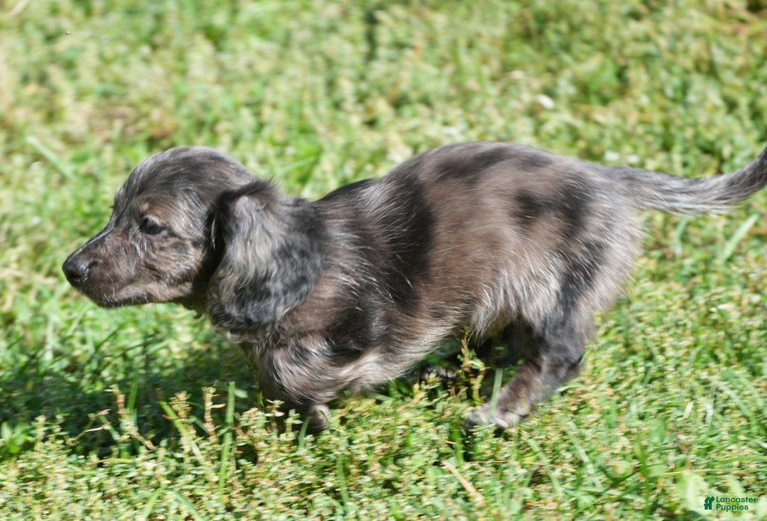 Miniature Dachshund dogs for sale: Grady - Ad 8