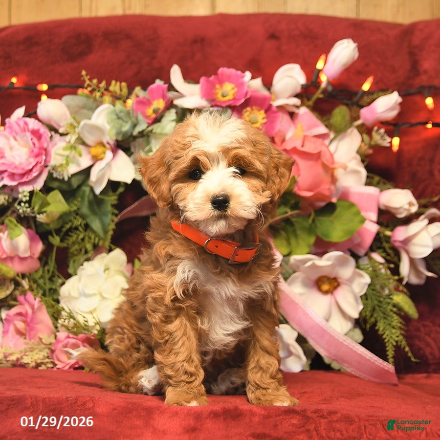 Mini Goldendoodle dogs Marcie Bella  - Ad 26