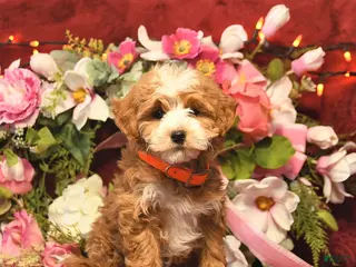 Mini Goldendoodle dogs Marcie Bella - Ad 26