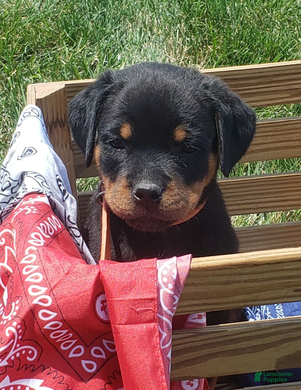 Rottweiler dogs Kisha - Ad 2