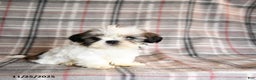 Shih Tzu dogs for sale: Caleb - Ad 1
