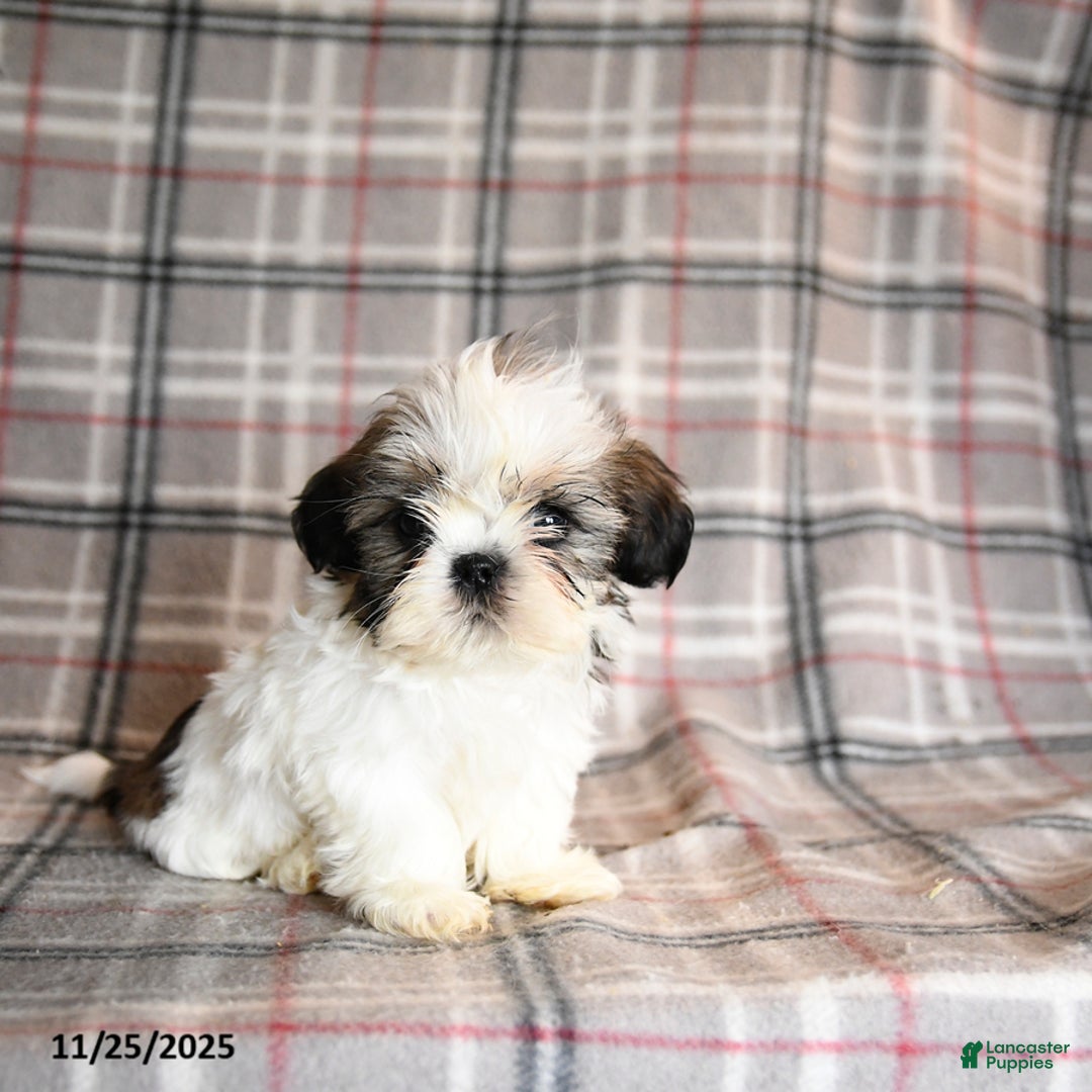 Shih Tzu dogs for sale: Caleb - Ad 1