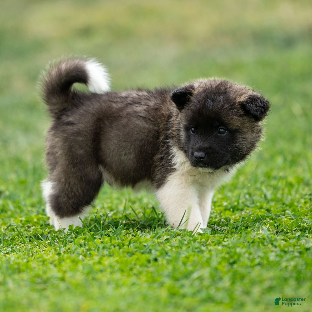 Tiger for sale in Mifflinburg Lancaster Puppies
