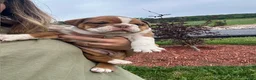 English Bulldog dogs for sale: Bella - Ad 6