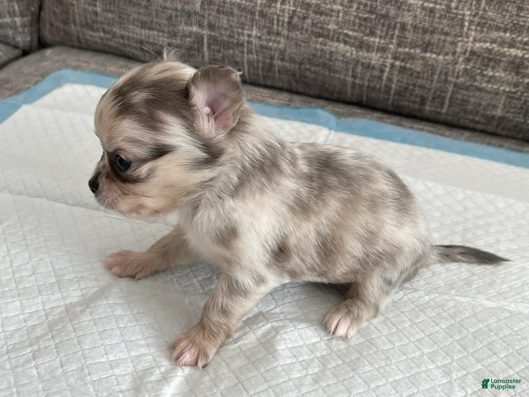 Chihuahua dogs for sale: Phoenix - Ad 4