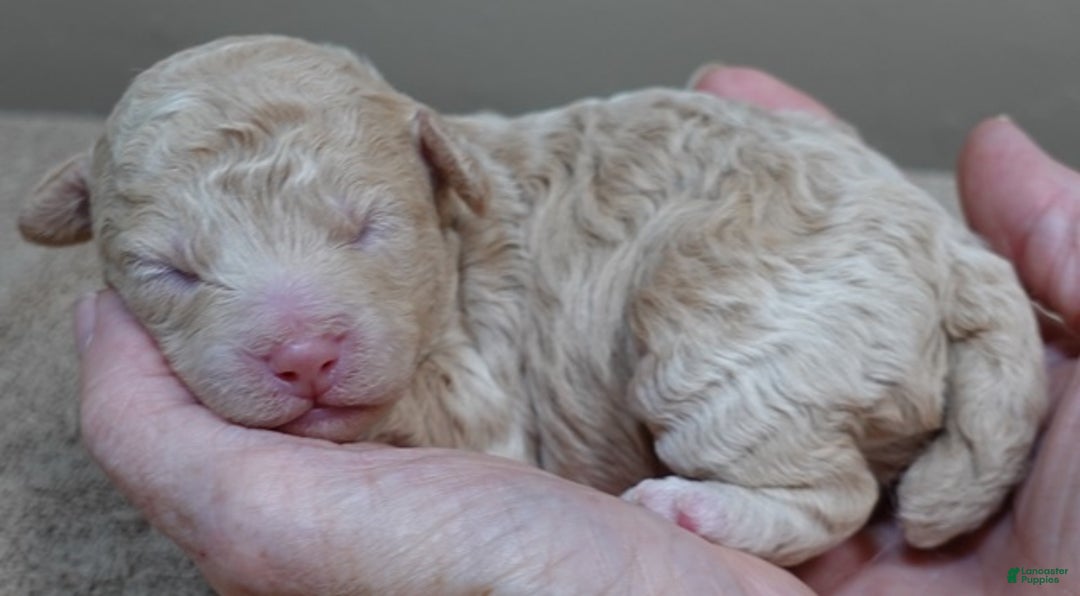 Toy Poodle dogs for sale: Denver shimmering champagne - Ad 3