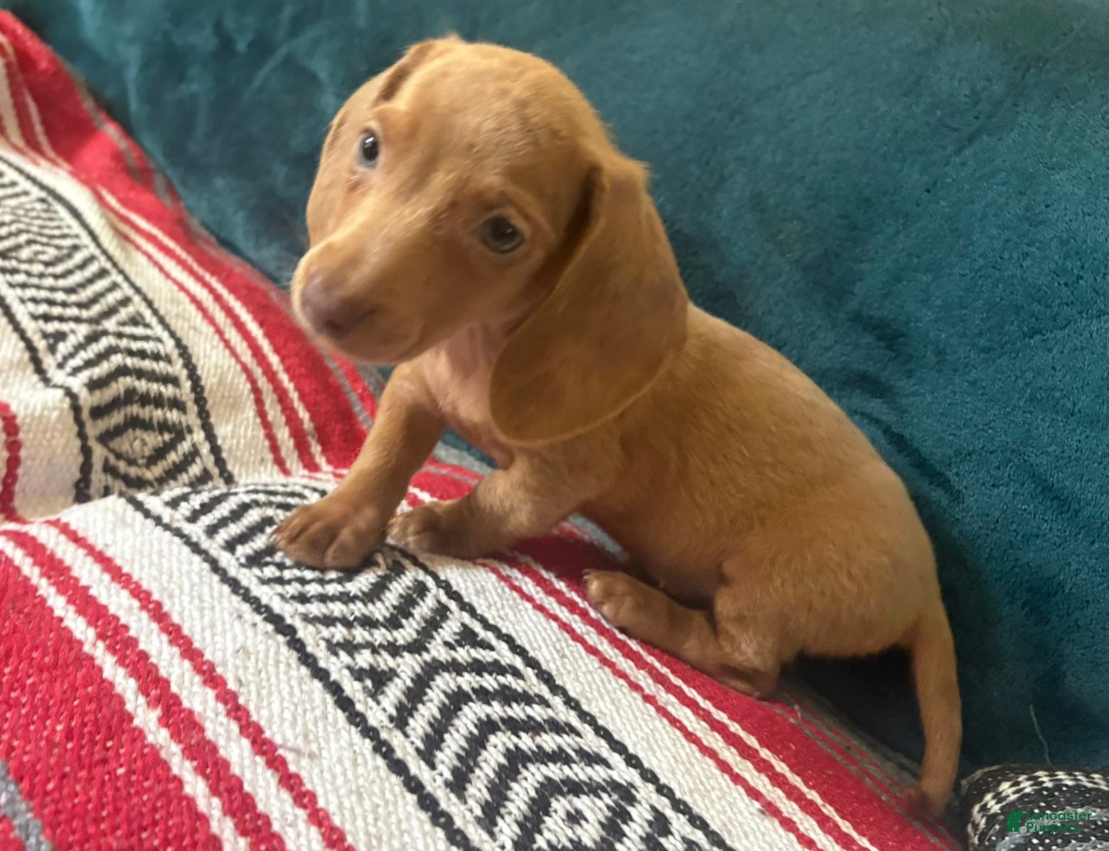 Dachshund dogs Nausica - Ad 22