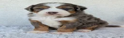 Mini Bernedoodle dogs for sale: Mini Bluey - Ad 25