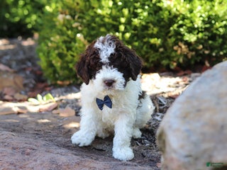 Lagotto Romagnolo dogs - Ad 2