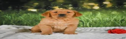 Golden Retriever dogs for sale: Jasper - Ad 8