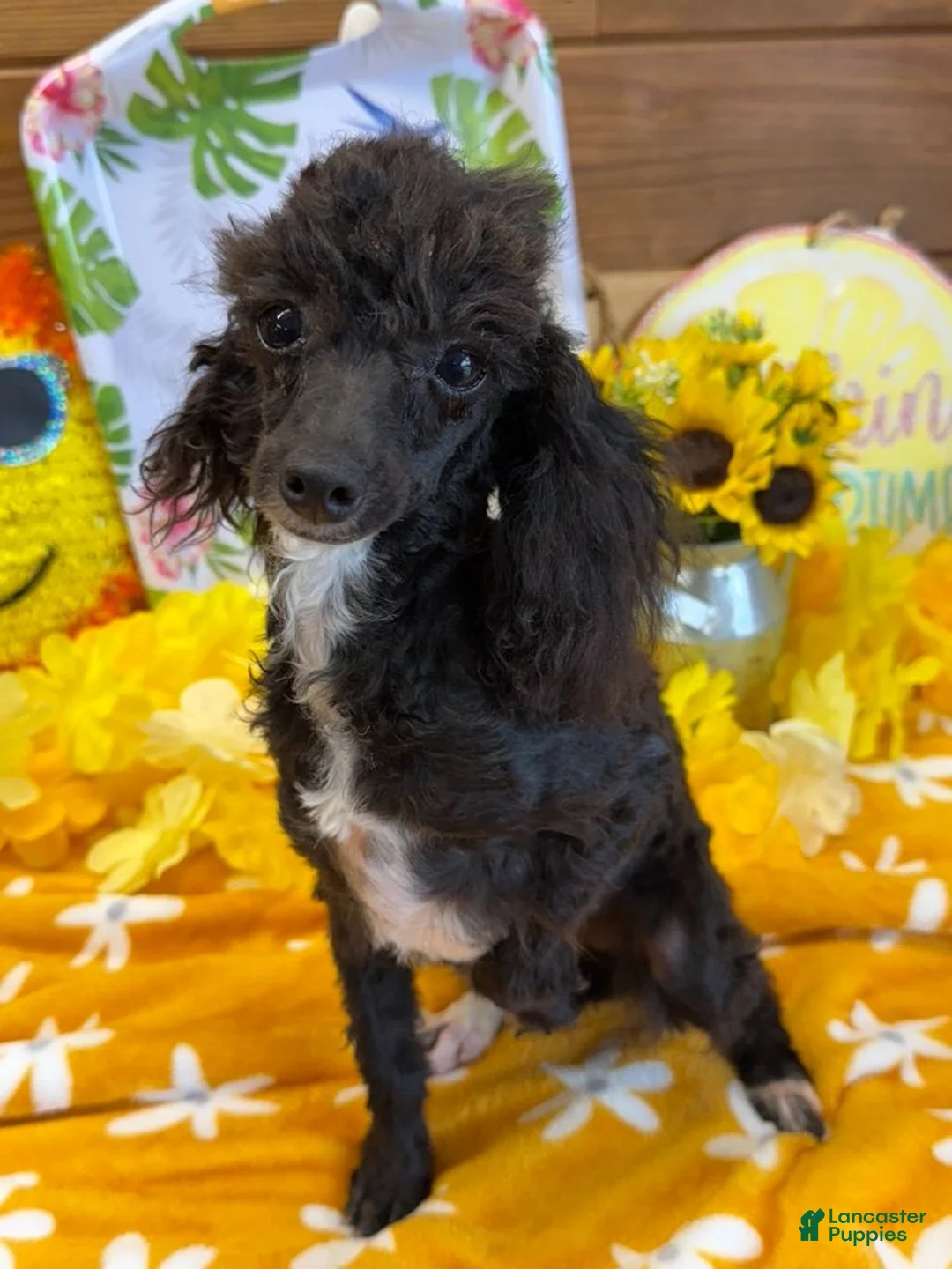 Toy Poodle dogs for sale: Lady - Ad 2
