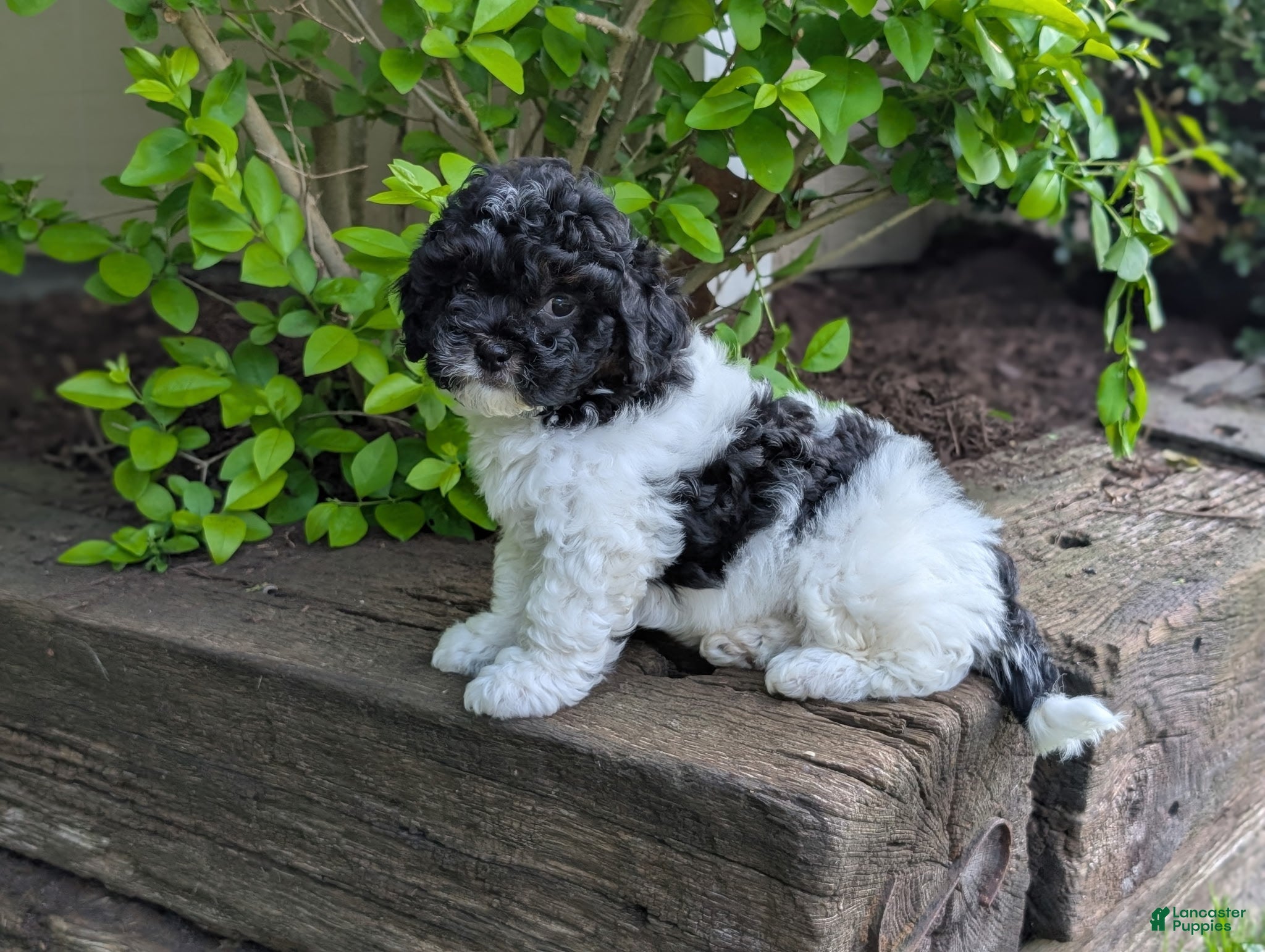 Shihpoo dogs Leo - Ad 2