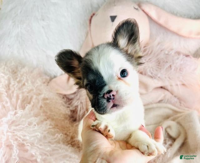 French Bulldog dogs French Bulldog Puppy 1 - Ad 3