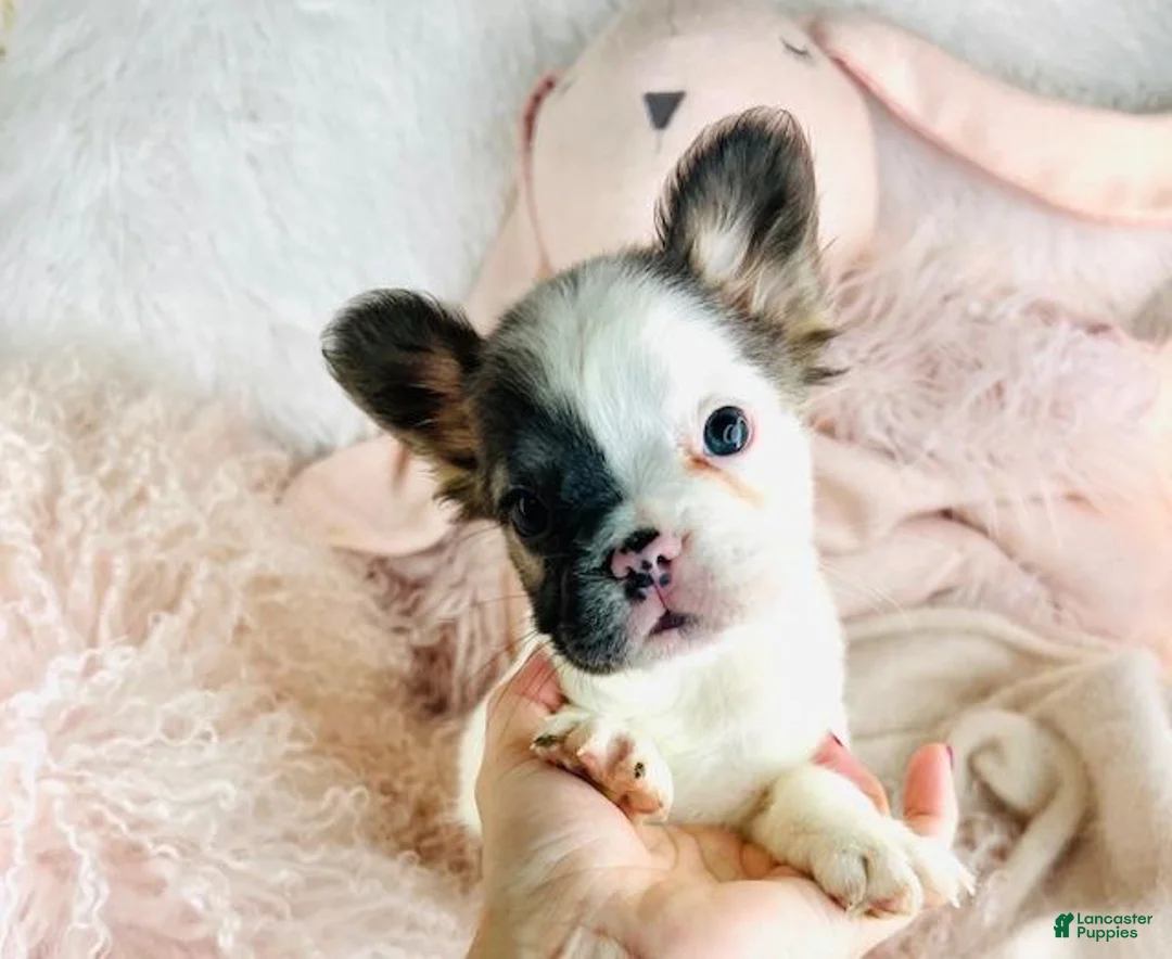 French Bulldog dogs for sale: French Bulldog Puppy 1 - Ad 1