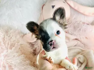 French Bulldog dogs French Bulldog Puppy 1 - Ad 2