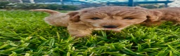 Mini Goldendoodle dogs for sale: Mini Goldendoodle Puppy 2 - Ad 9