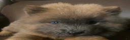 Chow Chow dogs for sale: Chow Chow 1 - Ad 3