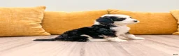 Mini Bernedoodle dogs for sale: Shadow - Ad 3