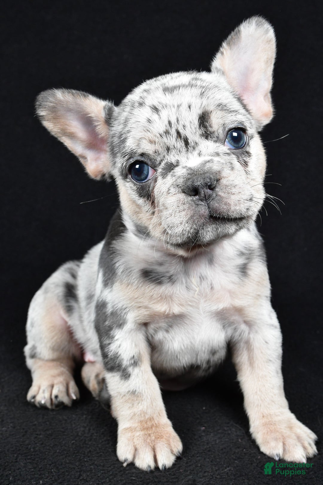 French Bulldog dogs for sale: Fiona - Ad 5