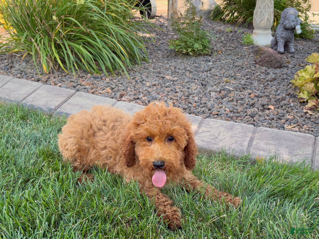 Cockapoo dogs for sale: Sam - Ad 7