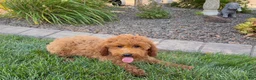 Cockapoo dogs for sale: Sam - Ad 7