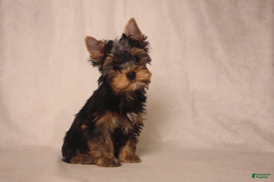 Yorkshire Terrier dogs Lanco - Ad 2