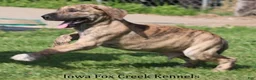 Great Dane dogs for sale: Murphy - Ad 5
