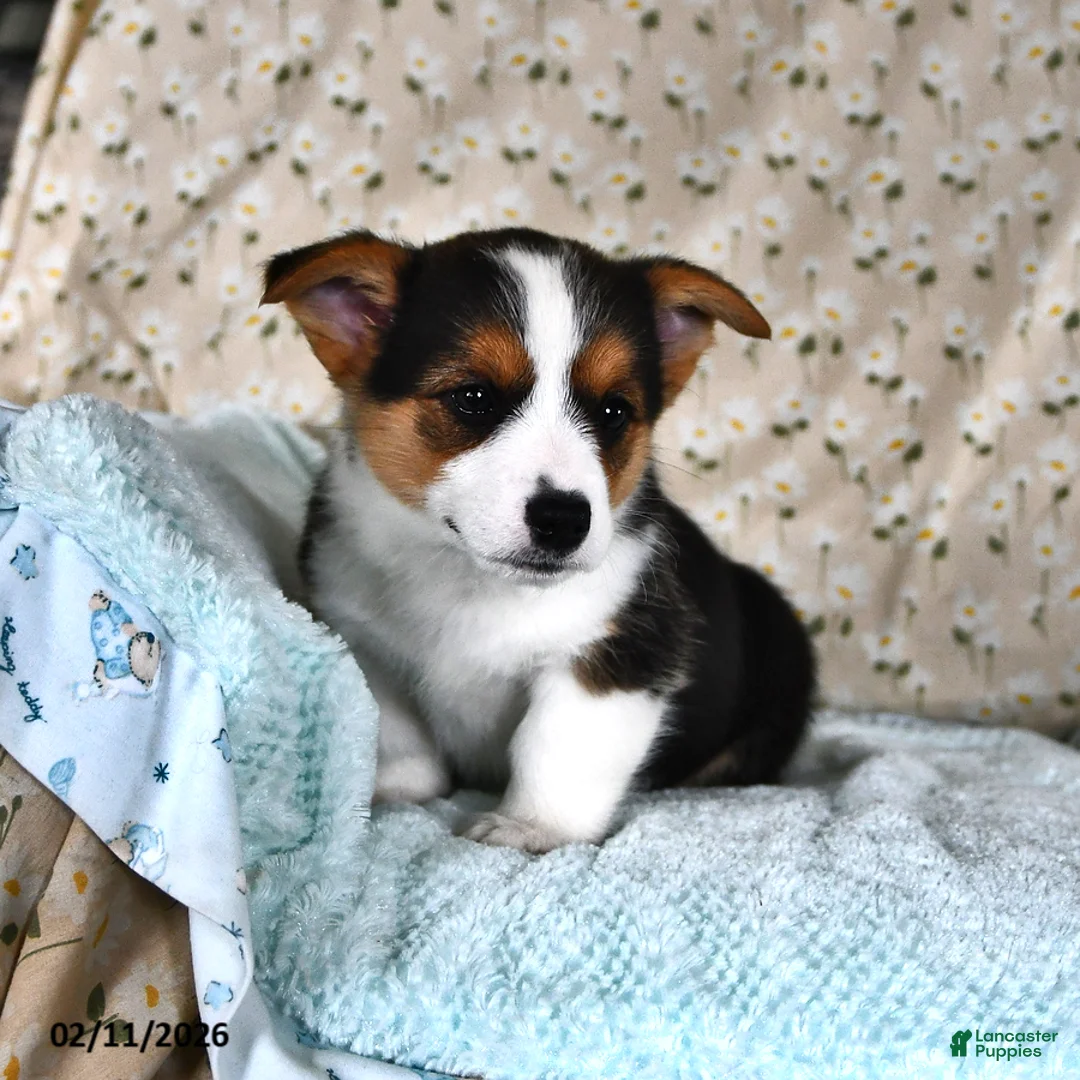 Welsh Corgi Pembroke dogs for sale: Mia   - Ad 3
