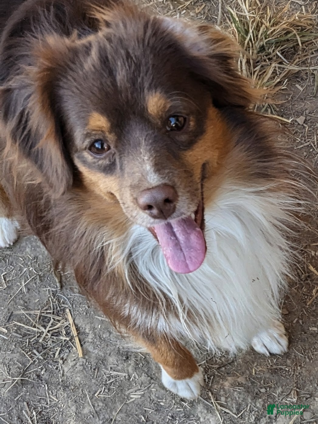 Toy Australian Shepherd dogs DUNDEE - Ad 1